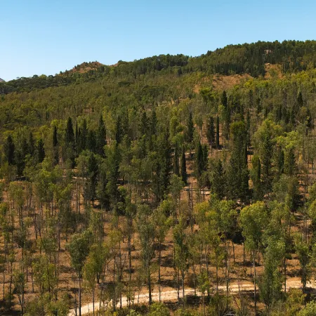 Bosco Imera
